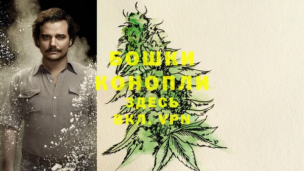 сатива Новодвинск